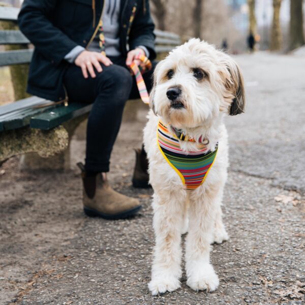 Sublime  Reversible Dog Harness