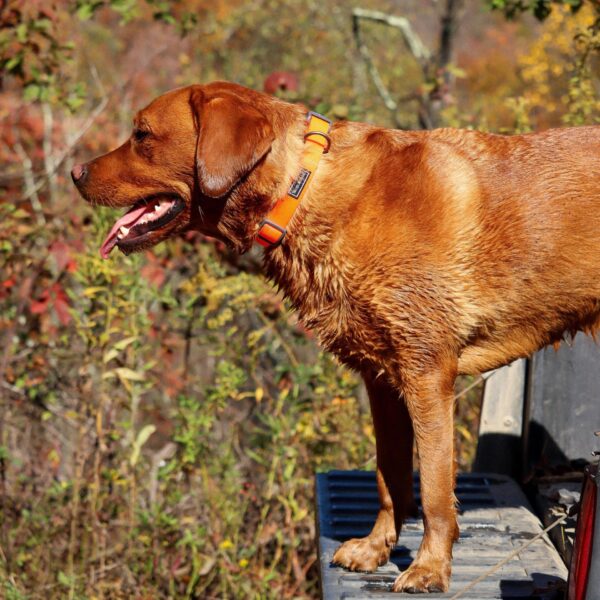 Water & Woods Adjustable Dog Collar