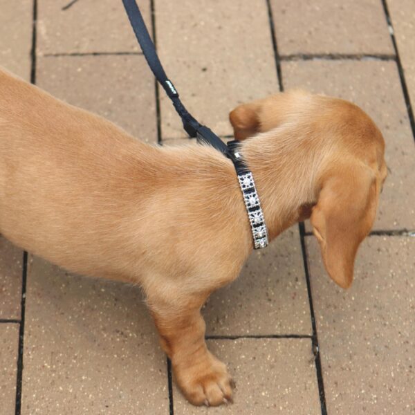 Lil Pals  Dog Leash with E-Z Snap