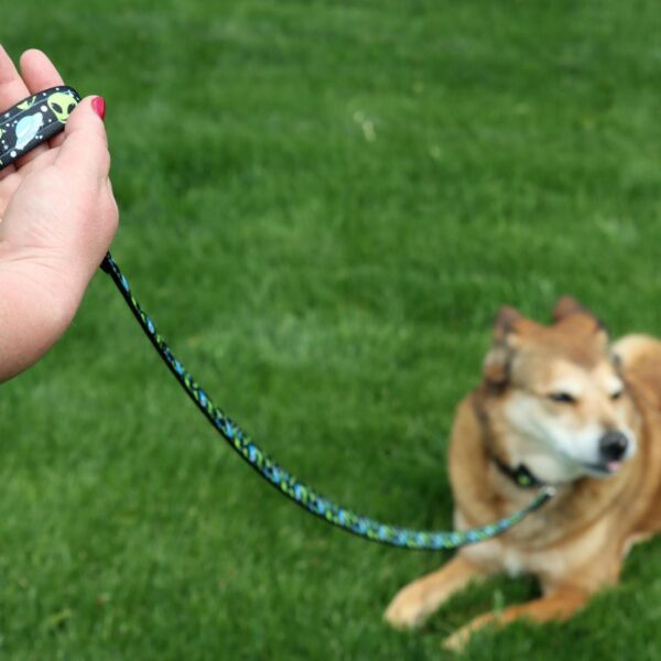 Authorized Dealer Exclusive Styles Dog Collar