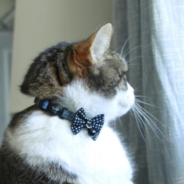 Safe Cat  Embellished Fashion Collar