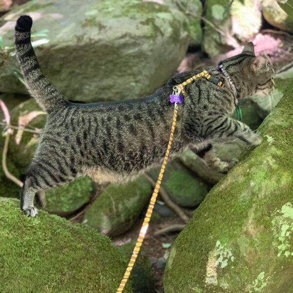 Lazer Brite  Reflective Adjustable Breakaway Cat Collar