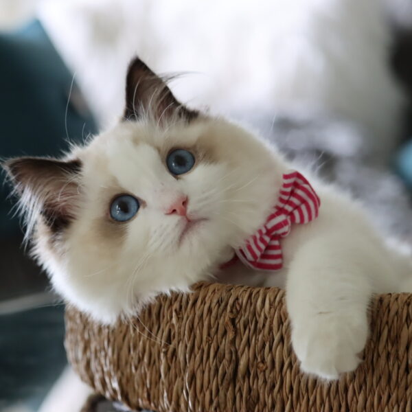 Lil Pals  Kitten Embellishment Collar