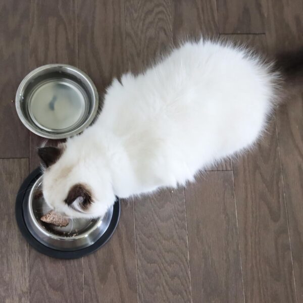 Maslow Non-tip Cat Bowl