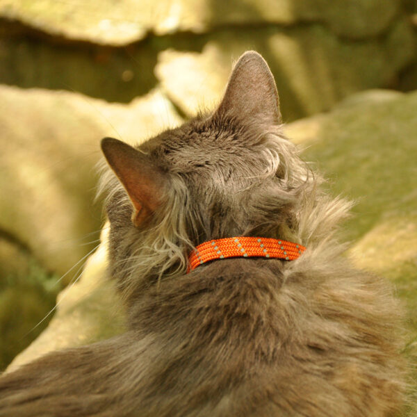 ElastaCat  Reflective Safety Stretch Collar with Reflective Charm