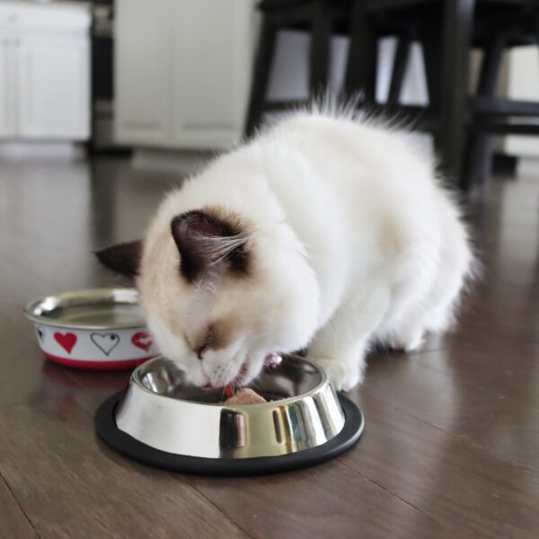 Maslow Non-tip Cat Bowl
