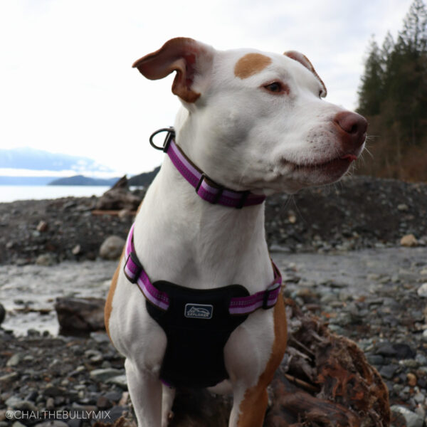 K9 Explorer  Reflective Adjustable Dog Collar