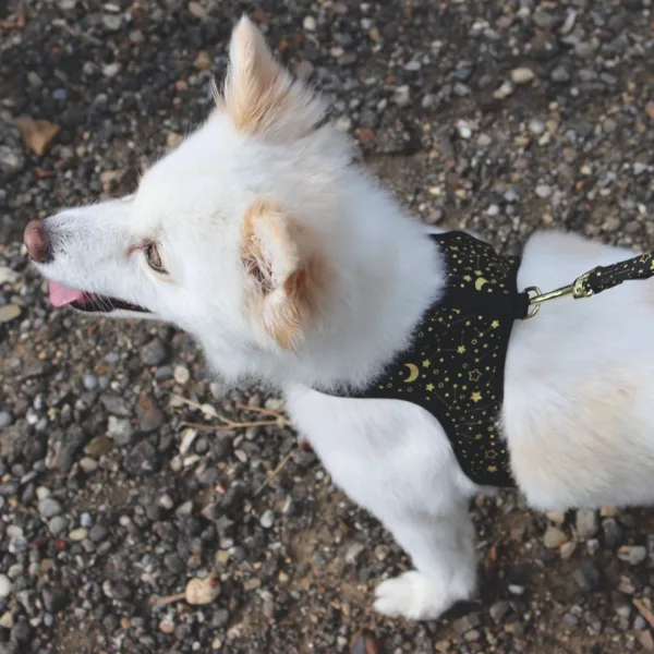 Accent Metallic Adjustable Dog Harness