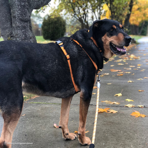 K9 Explorer   Brights Reflective Front-Connect Harness
