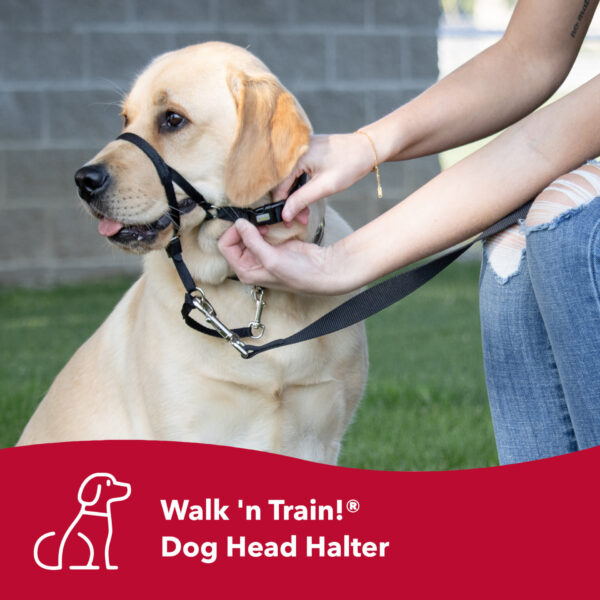 Walk n Train!  Dog Head Halter