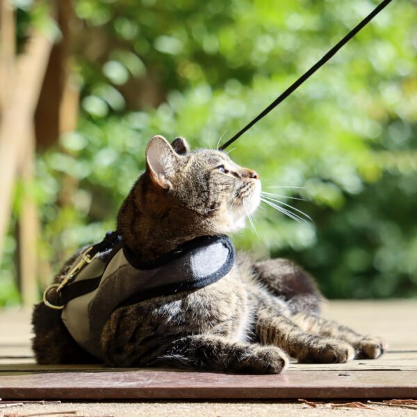 Adjustable Cat Wrap Harness with 6 Leash