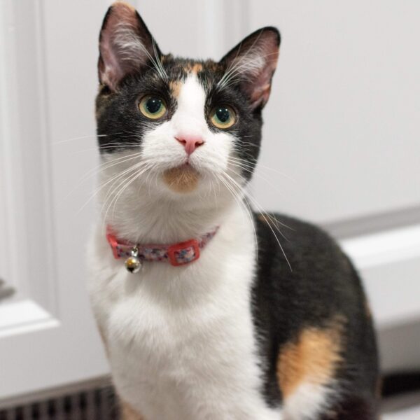 Lil Pals  Elastic Kitten Collar