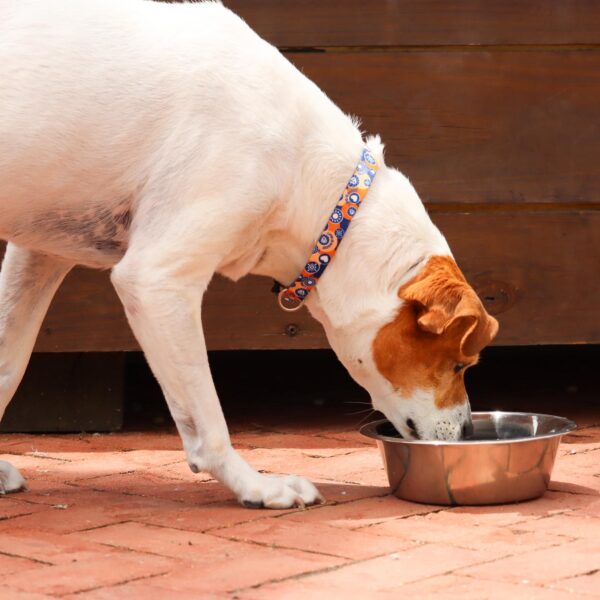Maslow Standard Stainless Steel Dog Bowl