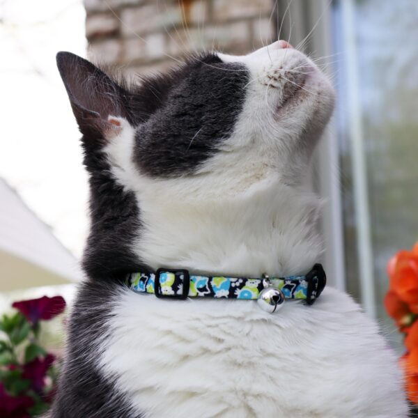 Safe Cat  Morris Animal Foundation Adjustable Breakaway Collar