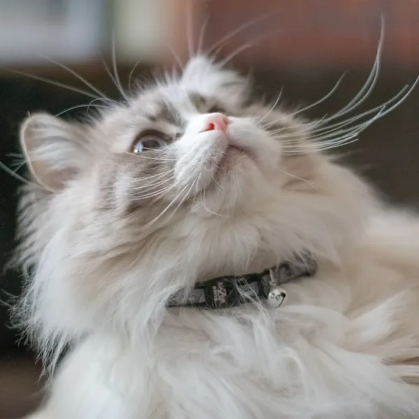 Lazer Brite  Reflective Adjustable Breakaway Cat Collar