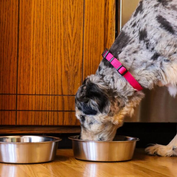Maslow Non-Skid Heavy Duty Stainless Steel Dog Bowl